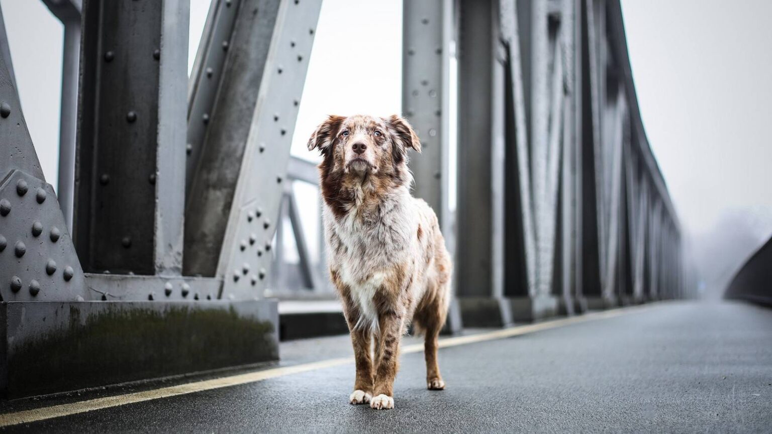 Ford’s High-Tech Patent Uses Cars To Reunite Lost Pets With Owners